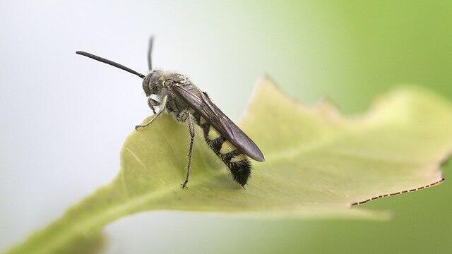 Черная львинка. Фото: shutterstock (צילום: shutterstock) Черная львинка. Фото: shutterstock