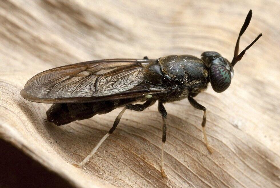 Фото: shutterstock (צילום: shutterstock) Фото: shutterstock