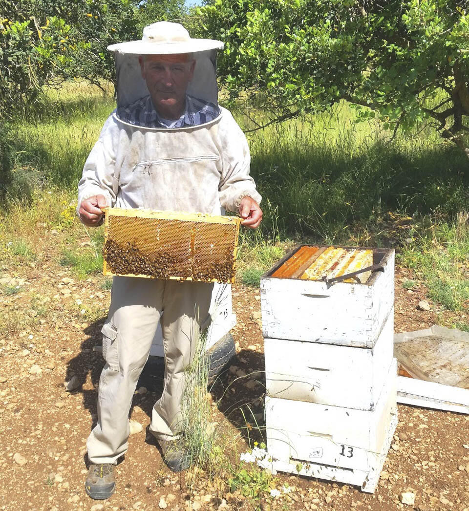 На израильской пасеке