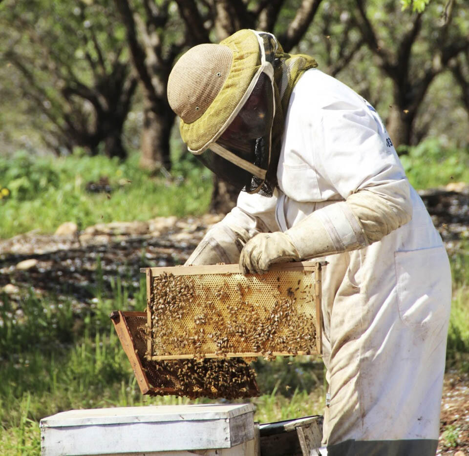 Фото: пресс-служба Совета израильских пчеловодов