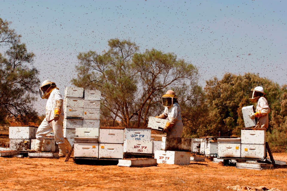 Фото: Совет пчеловодов Израиля