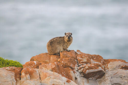 Даман. Фото: shutterstock
