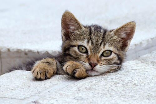 Фото: shutterstock