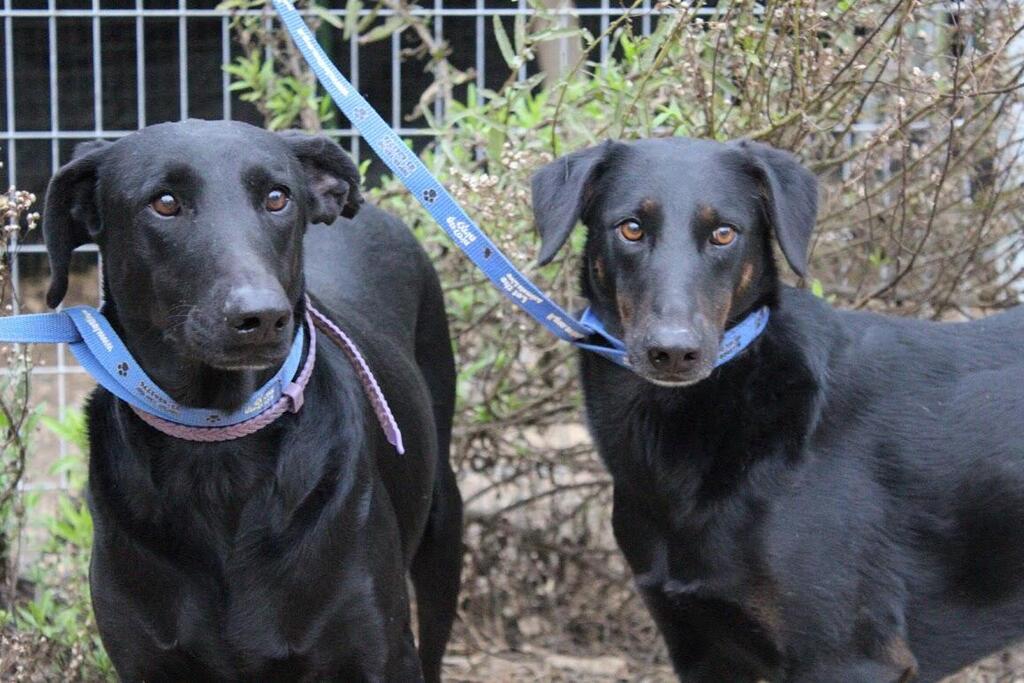 Леннон и Маккартни. Фото: "Тну ле-хайот лихьот" (Фото: "Тну ле-хайот лихьот") Леннон и Маккартни. Фото: "Тну ле-хайот лихьот"