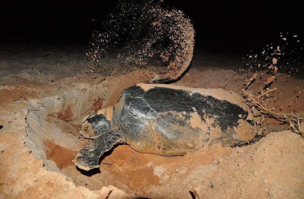 Зеленая черепаха. Фото: Янив Леви (צילום: יניב לוי, רשות הטבע והגנים) Зеленая черепаха. Фото: Янив Леви