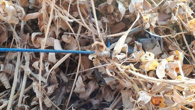 Hand grenade found in a peanut field