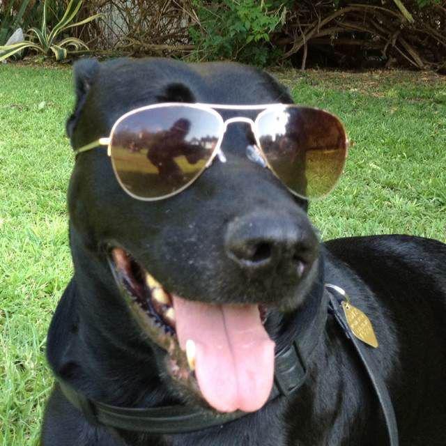 Не верится, что этот пес всего несколько дней живет в новой семье. Как он улыбается! (Фото из личного архива) Не верится, что этот пес всего несколько дней живет в новой семье. Как он улыбается!