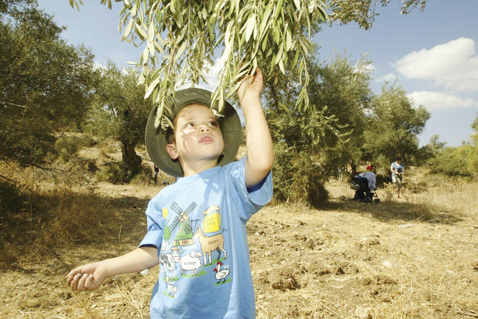 Сбор урожая маслин в Гилате. Фото: пресс-служба ККЛnullnull Сбор урожая маслин в Гилате. Фото: пресс-служба ККЛ