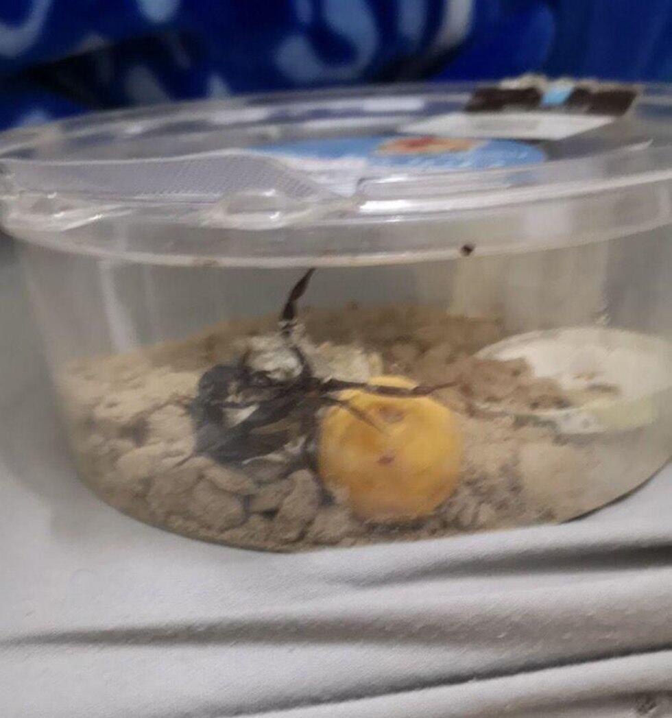 Черный скорпион. Фото: пресс-служба ШАБАСа (צילום: דוברות שב"ס ) Черный скорпион. Фото: пресс-служба ШАБАСа