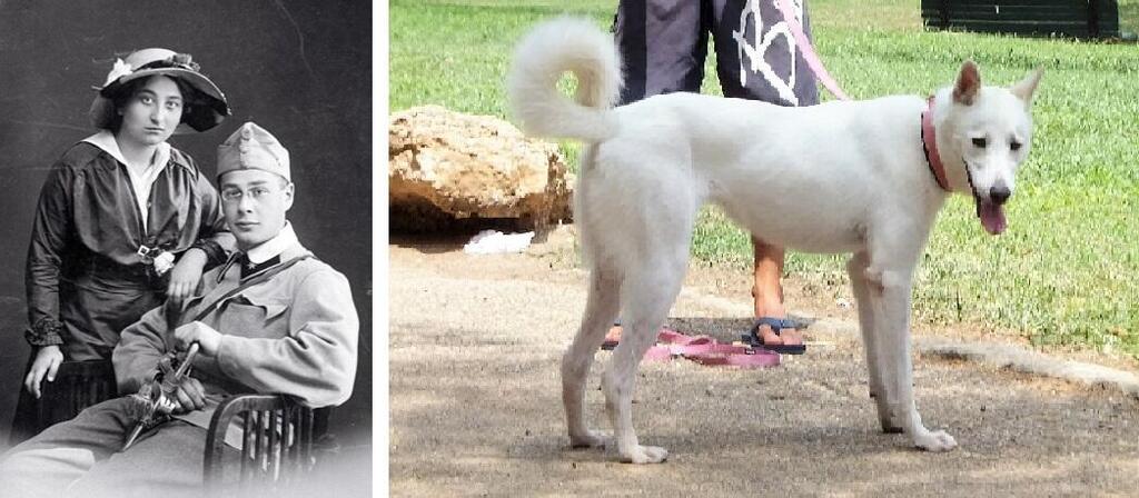 Cупруги Менцель и ханаанская собака в наши дни. Фото: Википедия, Леон Левитас (Фото: Леон Левитас) Cупруги Менцель и ханаанская собака в наши дни. Фото: Википедия, Леон Левитас