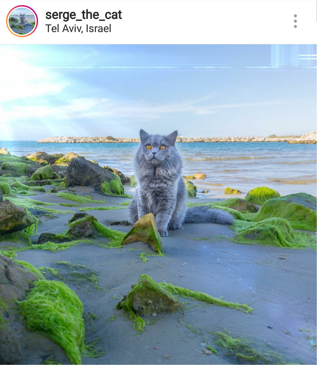 Кот Серж, фото со страницы в инстаграме (Кот Серж, фото со страницы в инстаграме) Кот Серж, фото со страницы в инстаграме