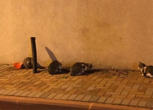 Кошки, которых кормила Ким. Фото с ее страницы в фейсбуке (Кошки, которых кормила Ким. Фото с ее страницы в фейсбуке) Кошки, которых кормила Ким. Фото с ее страницы в фейсбуке