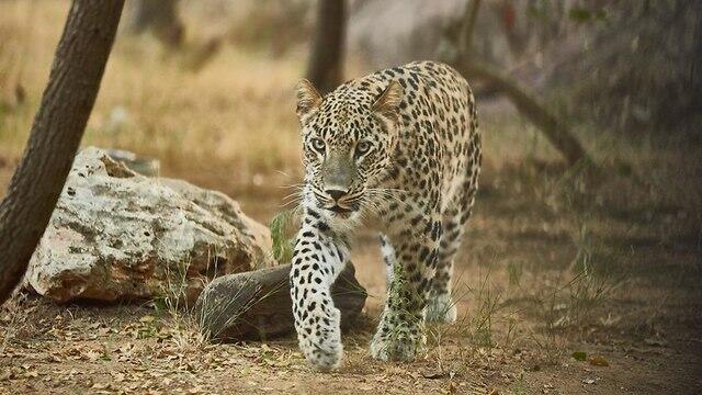 "Сафари" в Рамат-Ганеnullnull "Сафари" в Рамат-Гане