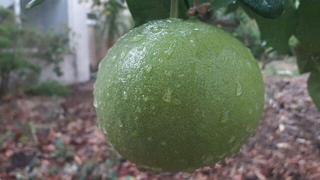 Фото: Анат Зисович (צילום: ענת זיסוביץ') Фото: Анат Зисович