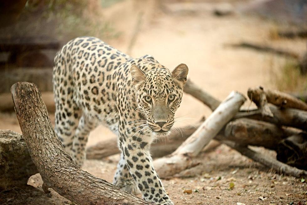 Фото: Шай Бен-Нафтали (Фото: Шай Бен-Нафтали) Фото: Шай Бен-Нафтали