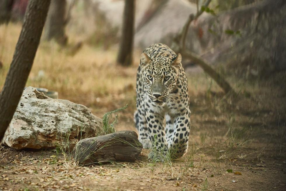 Фото: Шай Бен-Нафтали (Фото: Шай Бен-Нафтали) Фото: Шай Бен-Нафтали