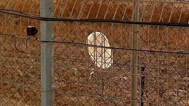 incendiary balloon (צילום: רועי עידן) incendiary balloon