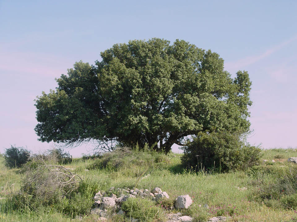  Фото: пресс-служба Еврейского национального фонда