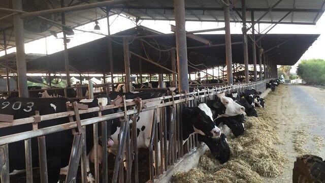 Коровник в кибуце Кфар-Гилади