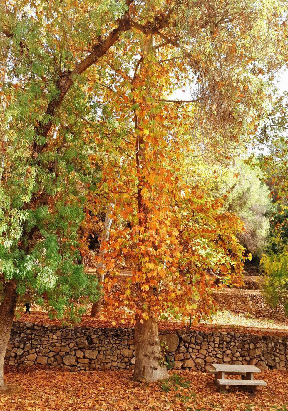 Эйн-Хемед. Фото: Коби Хазан.