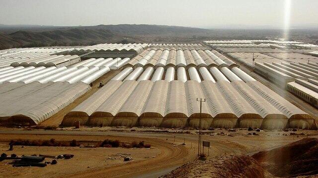 Плантации в Иорданской долине . Фото: региональный совет Арава (צילום: מועצה אזורית ערבה תיכונה) Плантации в Иорданской долине . Фото: региональный совет Арава