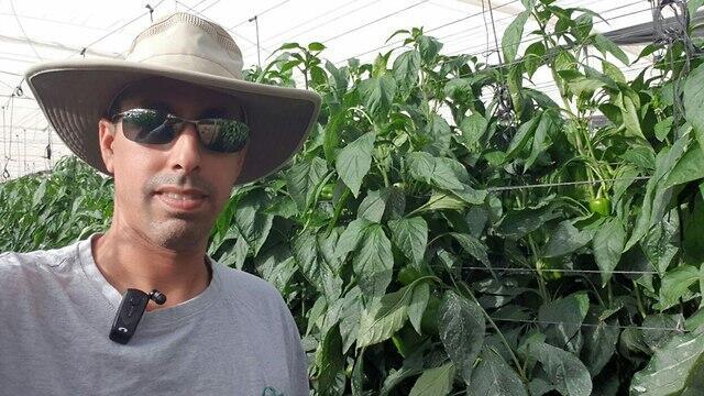 Эрез Гибори в своей теплицеnullnull Эрез Гибори в своей теплице