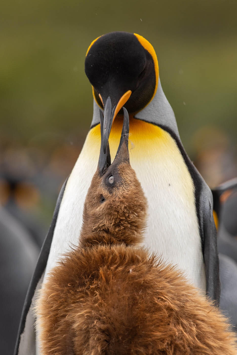 Фото: Рои Глиц (Фото Рои Гланц) Фото: Рои Глиц