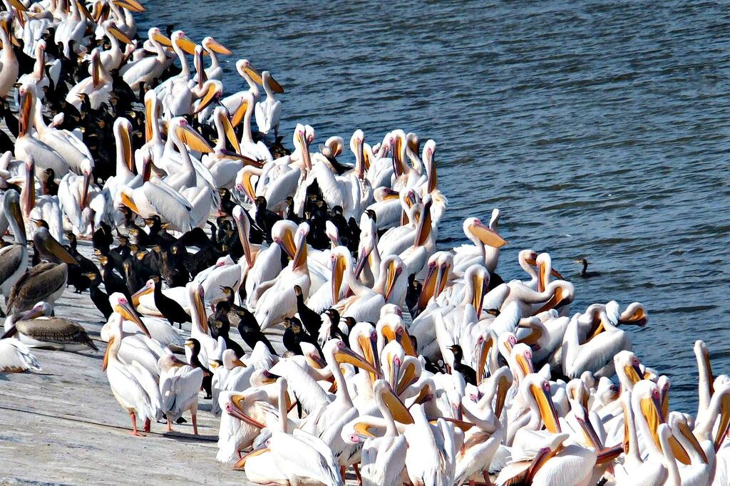 Фото: Леон Левитас