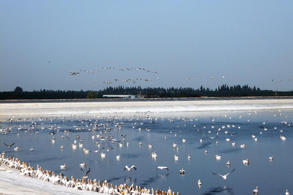 Фото: Леон Левитас
