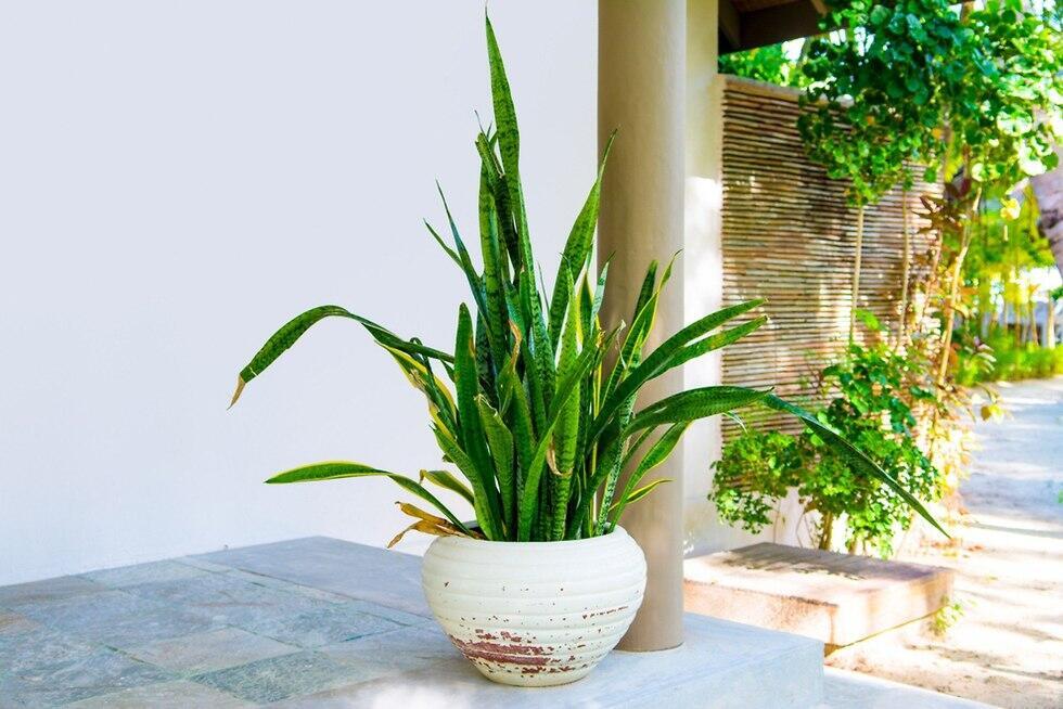 Сансевиерия. Фото: shutterstock (צילום: shutterstock) Сансевиерия. Фото: shutterstock