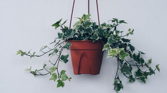 Плющ. Фото: shutterstock (צילום: shutterstock) Плющ. Фото: shutterstock