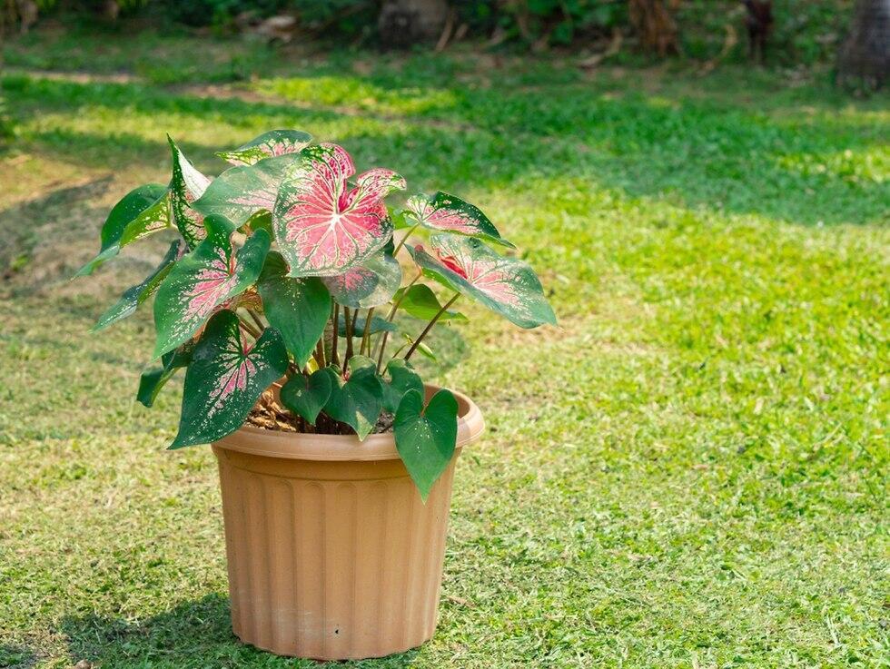 Каладиум. Фото: shutterstock (צילום: shutterstock) Каладиум. Фото: shutterstock