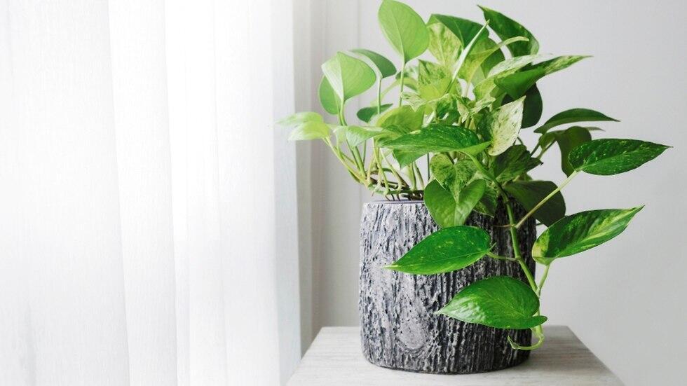 Филодендрон. Фото: shutterstock (צילום: shutterstock) Филодендрон. Фото: shutterstock