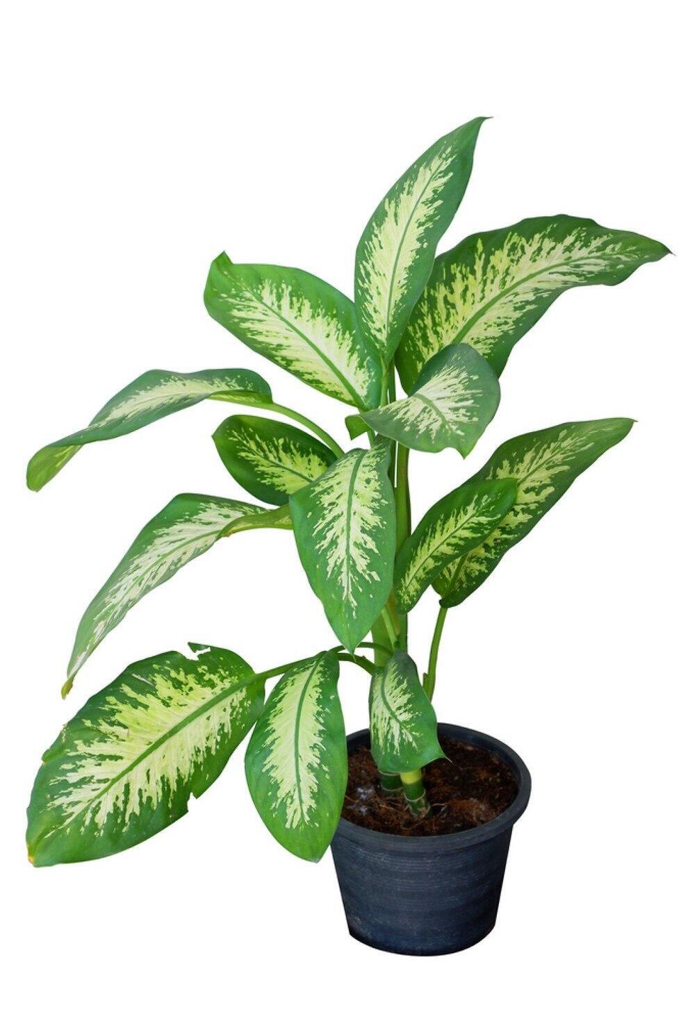 Диффенбахия. Фото: shutterstock (צילום: shutterstock) Диффенбахия. Фото: shutterstock