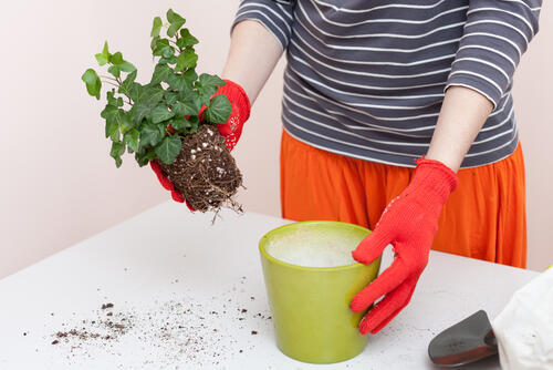 Фото: shutterstock (Фото: shutterstock) Фото: shutterstock