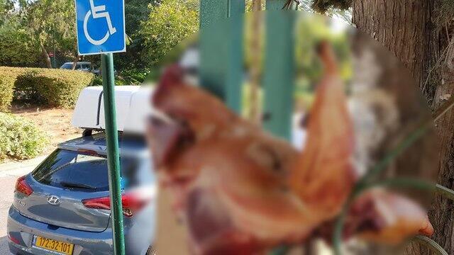 Свиная голова у входа в синагогу в Рамат ха-Шароне