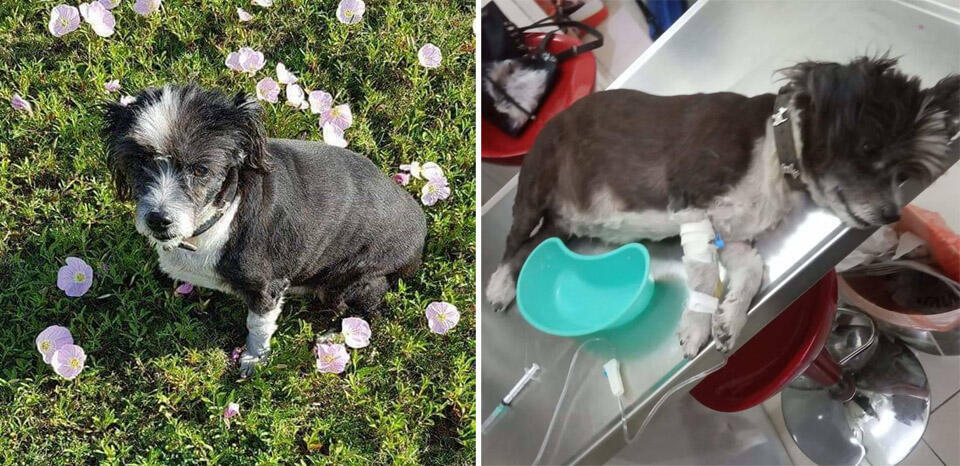 Боня до болезни и после. Фото из личного архива (Фото из личного архива) Боня до болезни и после. Фото из личного архива