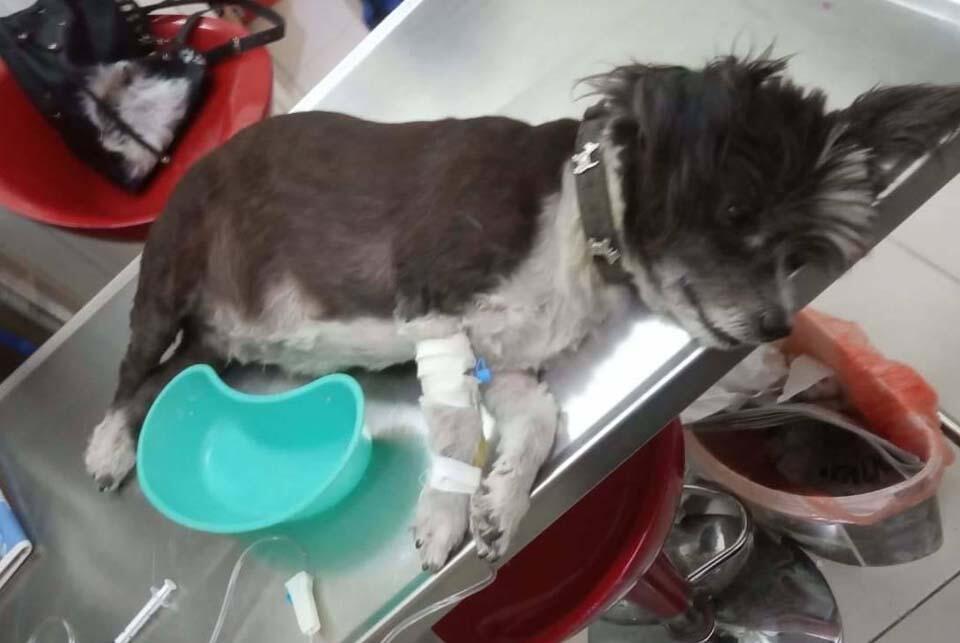 Боня в ветеринарной клинике (Фото из личного архива) Боня в ветеринарной клинике