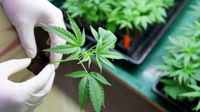 Cannabis