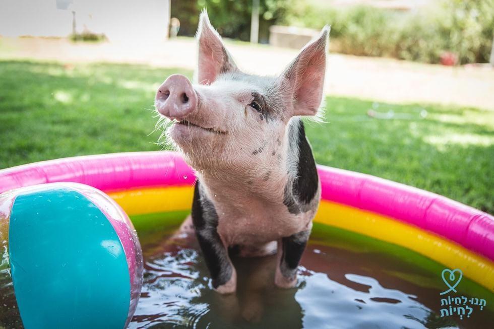 Окча. Фото: Ревиталь Топиол ("Тну ле-хайот лихъот") (Фото: Ревиталь Топиол ("Тну ле-хайот лихъот")) Окча. Фото: Ревиталь Топиол ("Тну ле-хайот лихъот")