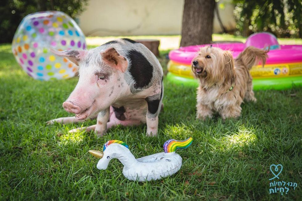 Фото: Ревиталь Топиол ("Тну ле-хайот лихъот") (Фото: Ревиталь Топиол ("Тну ле-хайот лихъот")) Фото: Ревиталь Топиол ("Тну ле-хайот лихъот")