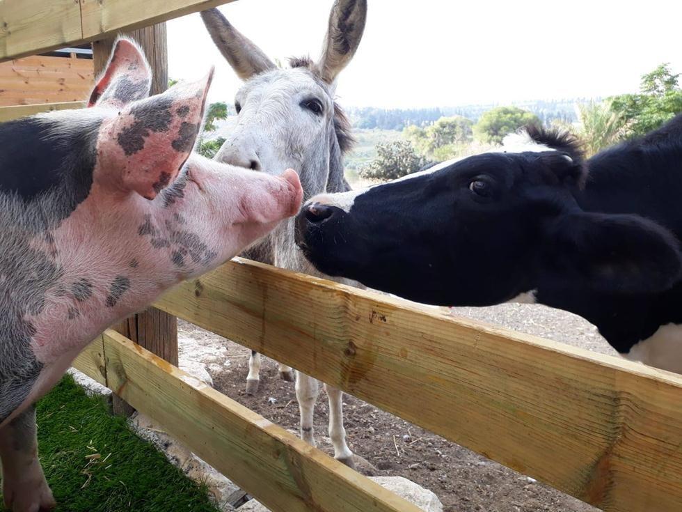 Фото: "Тну ле-хайот лихъот" (Фото: "Тну ле-хайот лихъот") Фото: "Тну ле-хайот лихъот"