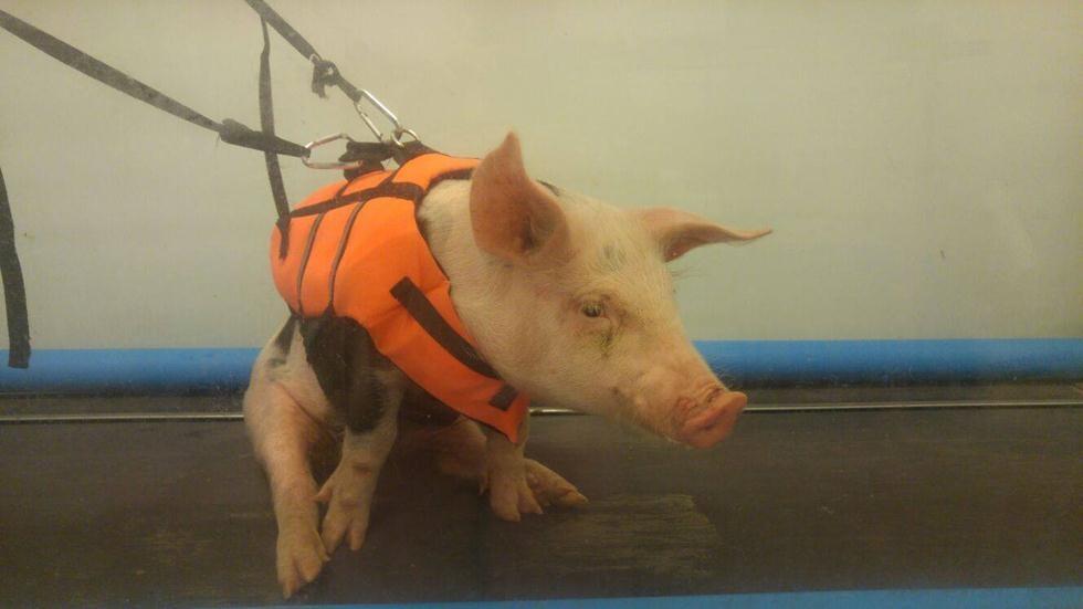 Окча во время реабилитации. Фото: "Тну ле-хайот лихъот" (Окча во время реабилитации. Фото: "Тну ле-хайот лихъот") Окча во время реабилитации. Фото: "Тну ле-хайот лихъот"