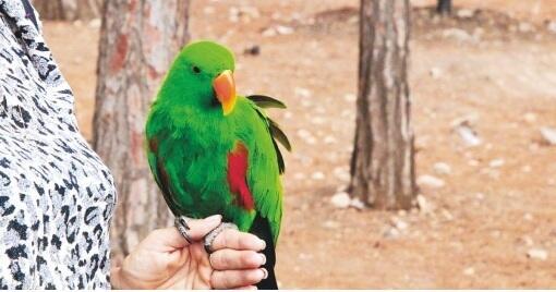 Попугай Макси ищет компаньона. Фото из личного архива (Фото: личный архив) Попугай Макси ищет компаньона. Фото из личного архива