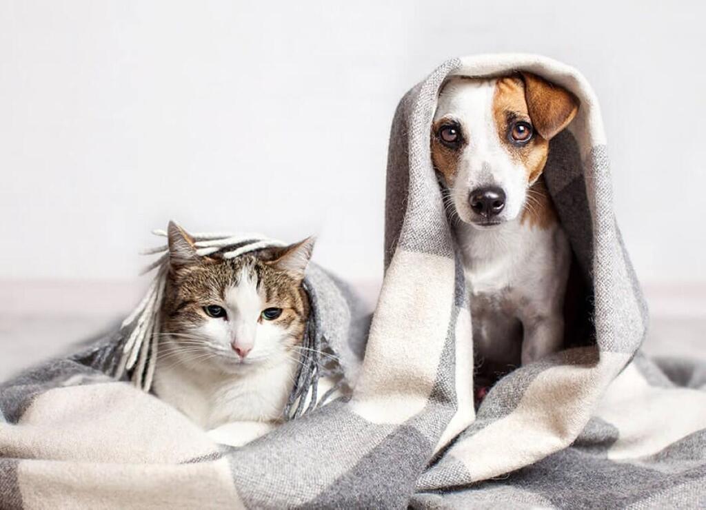 Фото: shutterstock
