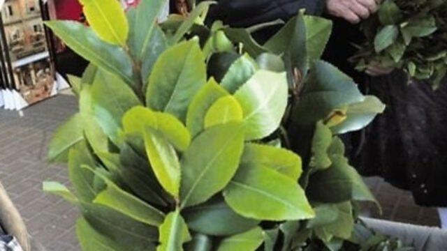 Кат (гат). Фото: Цвика Тишлер (צילום: צביקה טישלר) Кат (гат). Фото: Цвика Тишлер