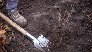 את חפירה קבר אילוסטרציה