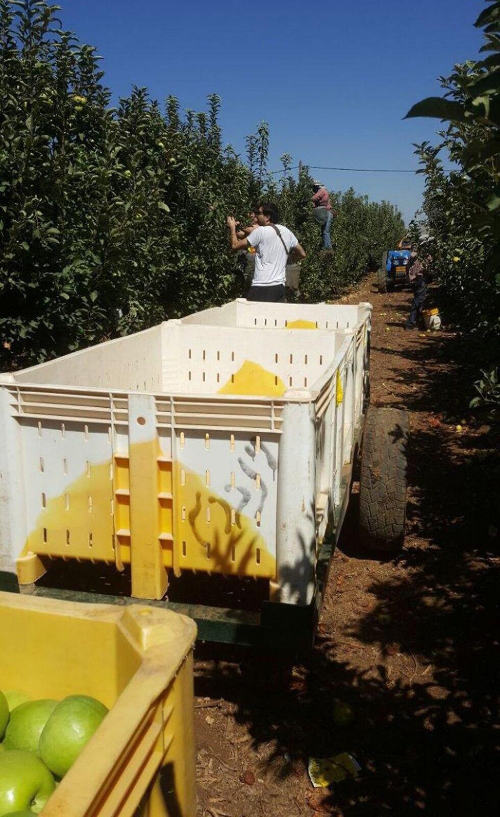 Levav Weinberg's apple orchard