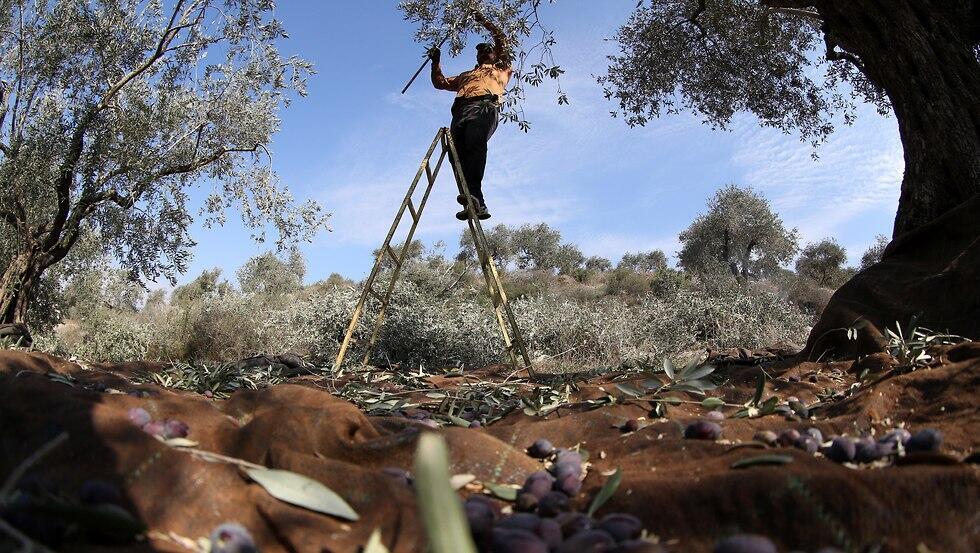  Palestinian farmer collects olives (file photo)