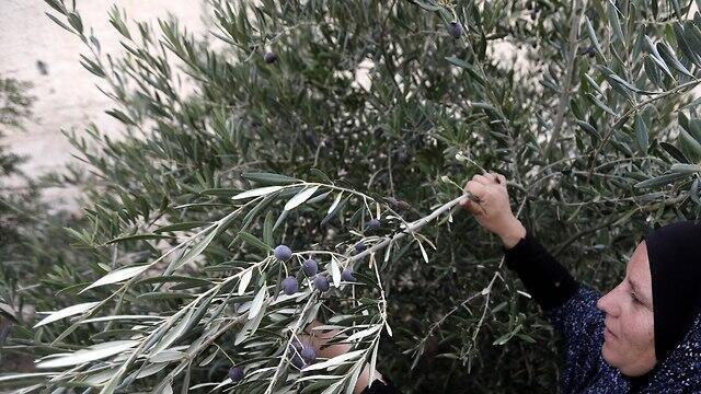 Palestinian woman picks olives (file photo)